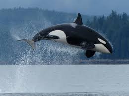 This is an orca